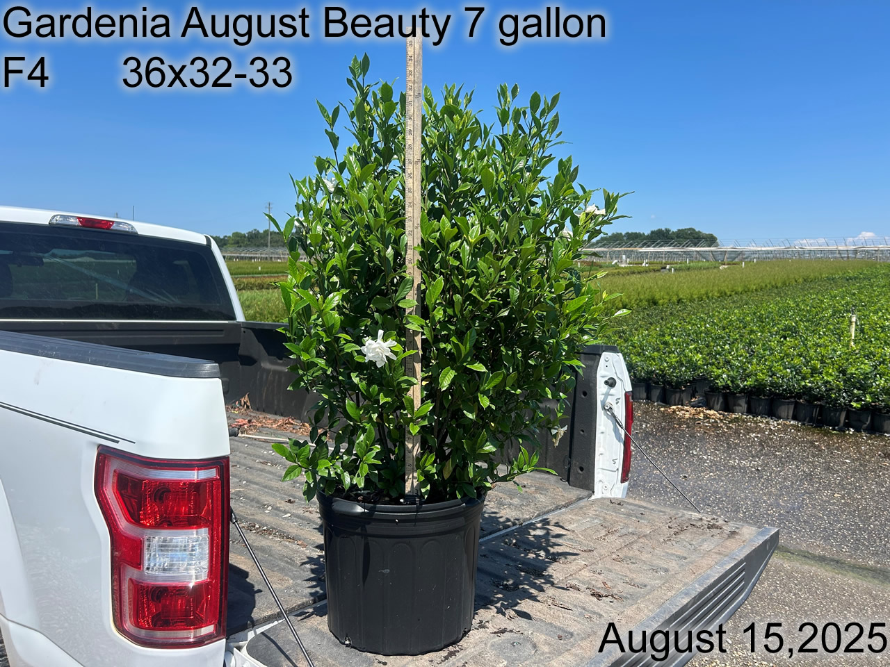 gallery/gab7 f4 aug25.jpg